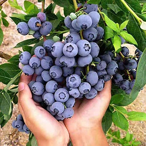 50Pcs Blueberry Bush Seeds Vaccinium Corymbosum Organic Perennial Fruit Plant 
