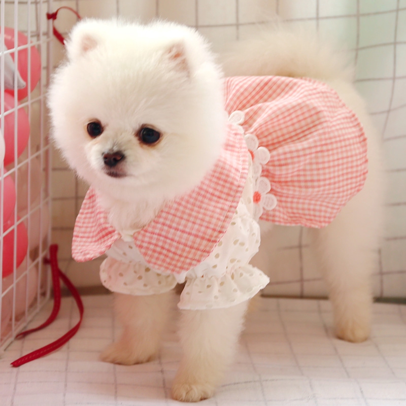 pomeranian in clothes