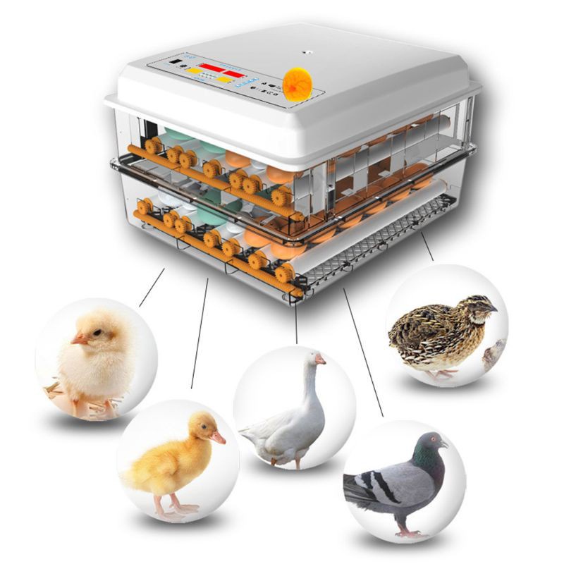 [Warranty] 220V/12V Automatic Incubator / Incubator For Egg / Egg ...