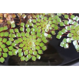 Ludwigia Sedoides / Mosaic Aquarium/Aquascaping needs #3