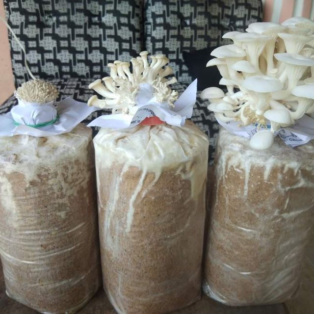 mushroom fruiting bag for sale philippines