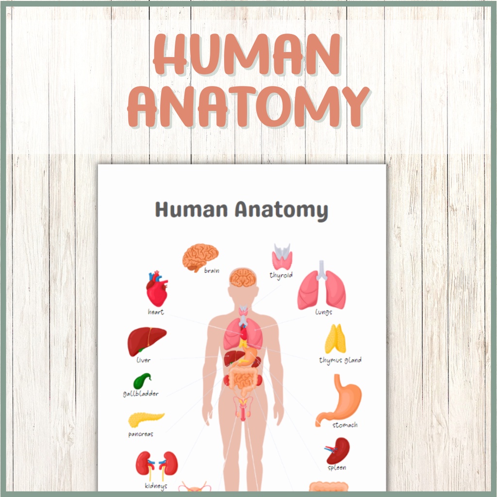 A4 A3 Human Anatomy Educational Chart Poster, Homeschool Learning ...