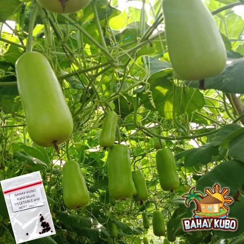 Hybrid Upo Excellente Vegetable Seeds Shopee Philippines