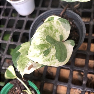 Mixed Seeds epipremnum aureum pearls and jade manjula njoy pothos trailing marble queen house aroid  #6