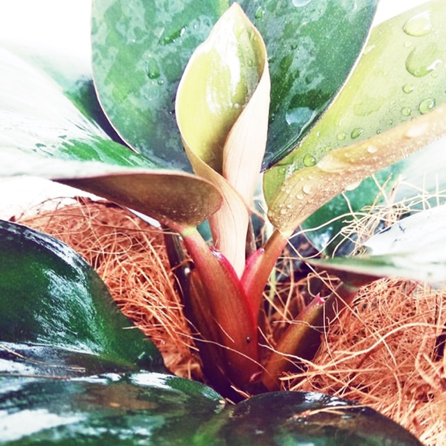 Philodendron Rojo Congo Dwarf Form Rare Shopee Philippines