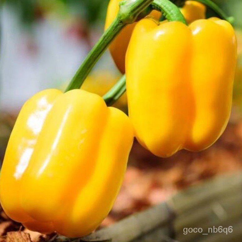 10 Pcs Benih Capsicum Kuning Yellow Capsicum Seed Plants Seed Veggie