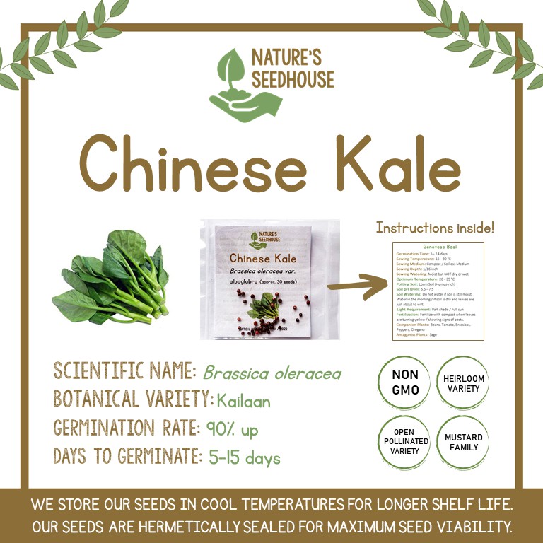 Chinese Kale Seeds Kailaan Seeds Chinese Broccoli Seeds Vegetable Seeds Plant Seeds