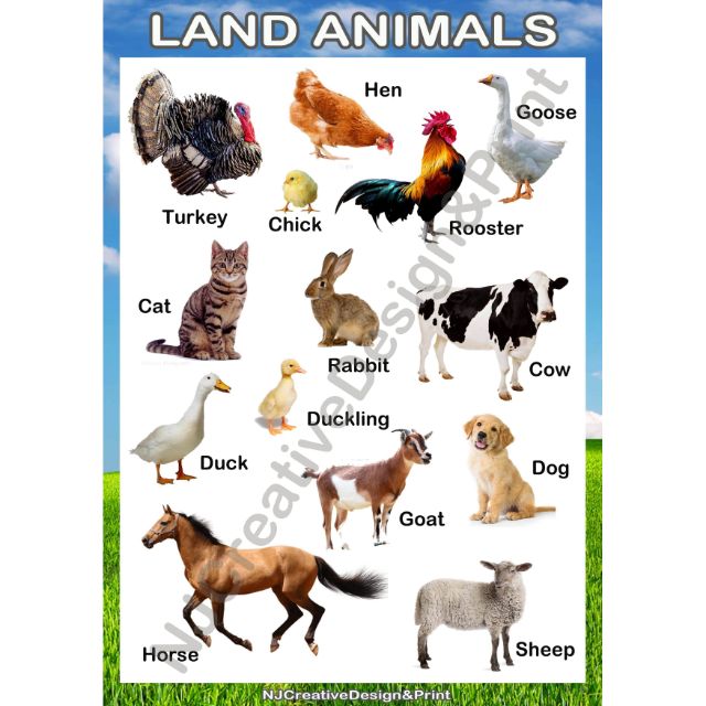 A4 Laminated Land Animals Chart | Shopee Philippines