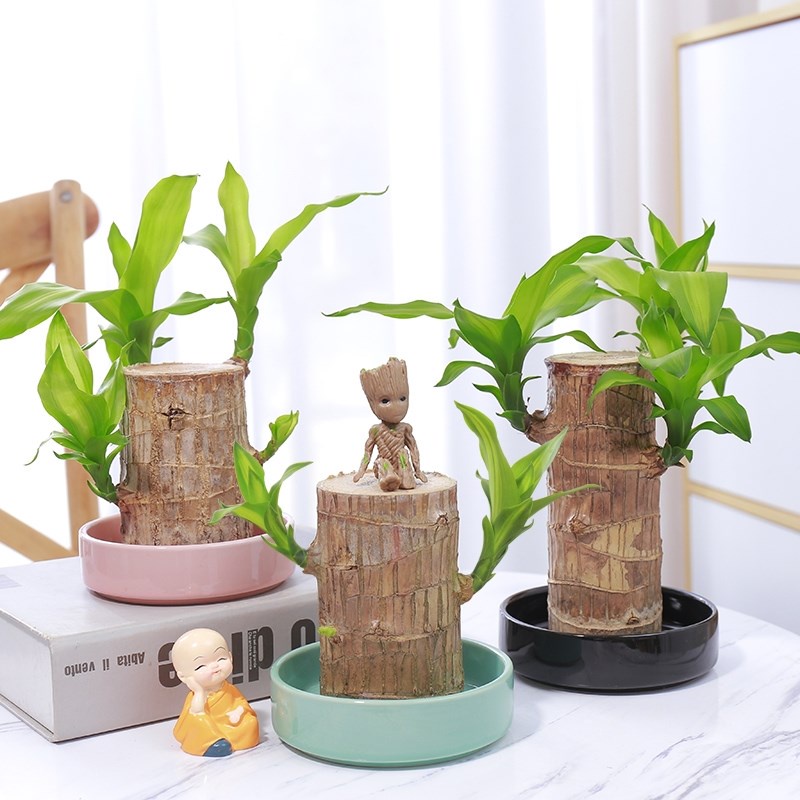 Lucky Brazil Wood Hydroponic Lazy Potted Tree Pile Small Fan Model You ...