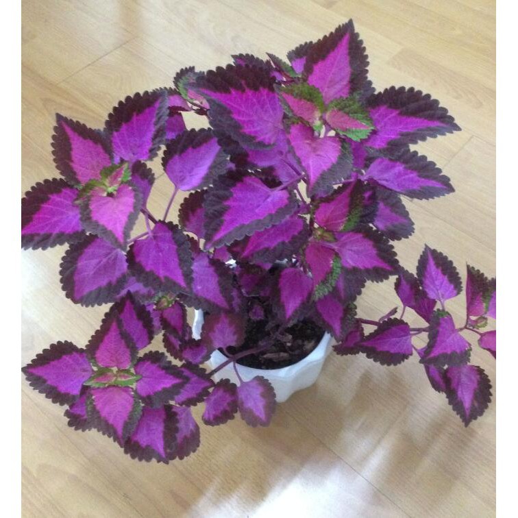 100 seedsplantseed/pack Coleus seeds bonsai flower seeds