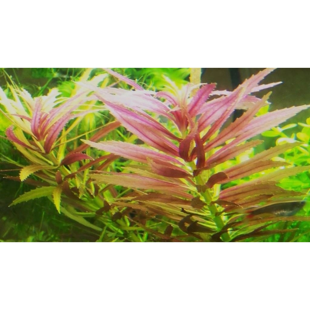 limnophila aromatica hippuroides