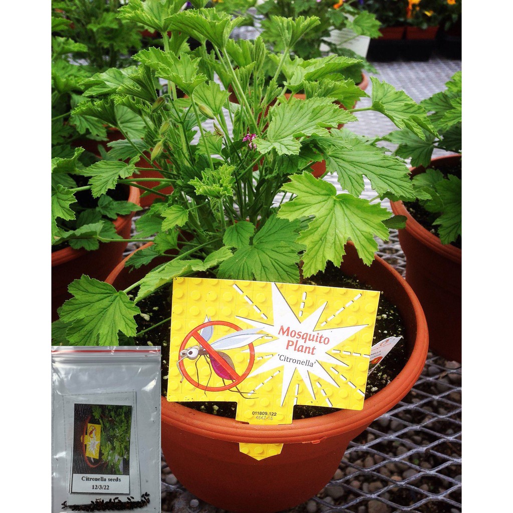 Citronella anti mosquito plant (seeds) Shopee Philippines