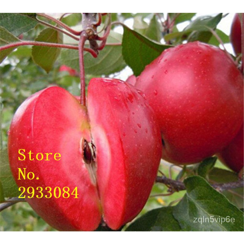 30 Pcs/Bag Dwarf Apple Seeds Miniature Dwarf Bonsai Apple Tree Sweet