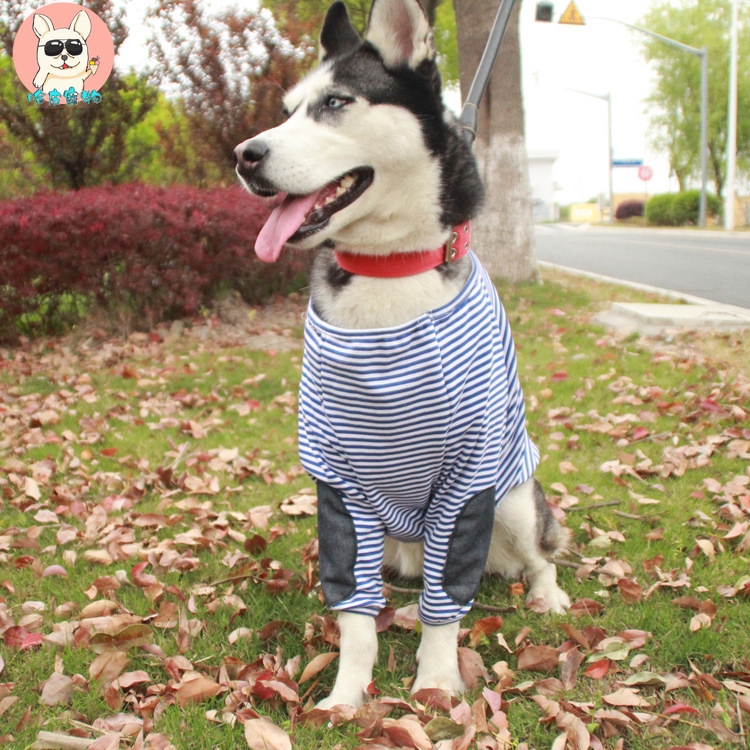 dog in t shirt