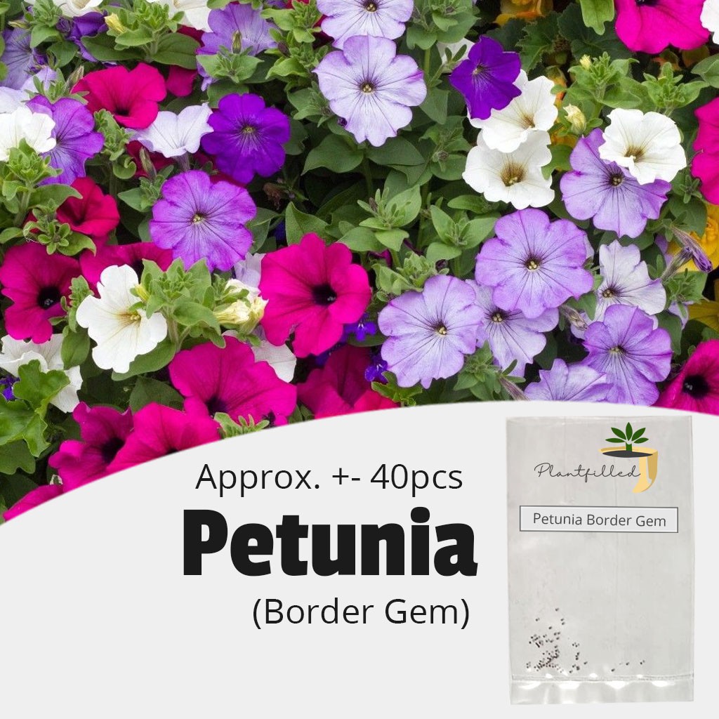 Petunia Seed Heirloom Hanging Petunia Garden Flowers Mixed 9 Color 100 Seeds Hot