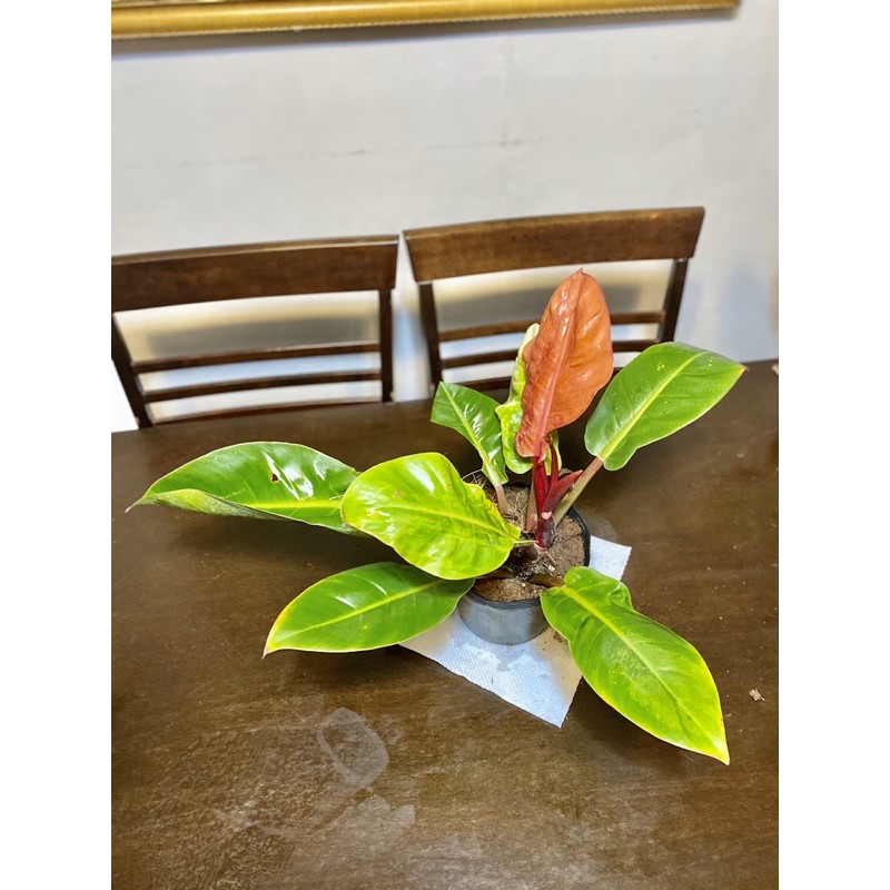 Philodendron Red Cherry Shopee Philippines