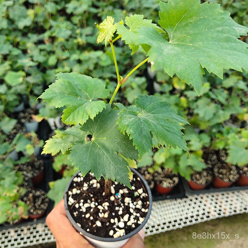 Shouhe Grape Seedlings Potted Plant Fruit Seedling Family Jufeng Fruit