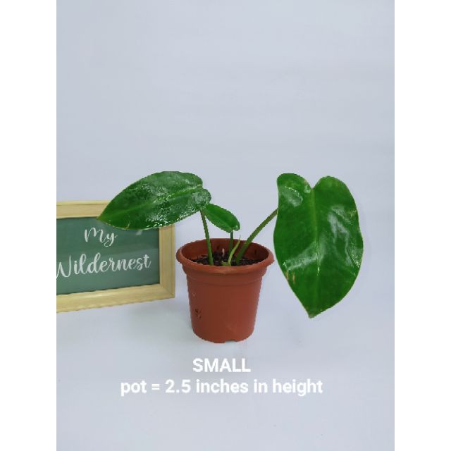 Small Philodendron Temptation Shopee Philippines