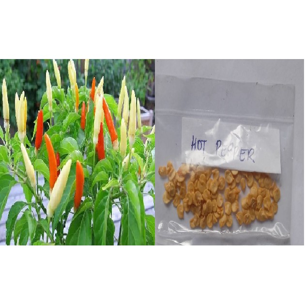 Chili Hot Pepper Seeds Siling Labuyo 100pcs Shopee Philippines