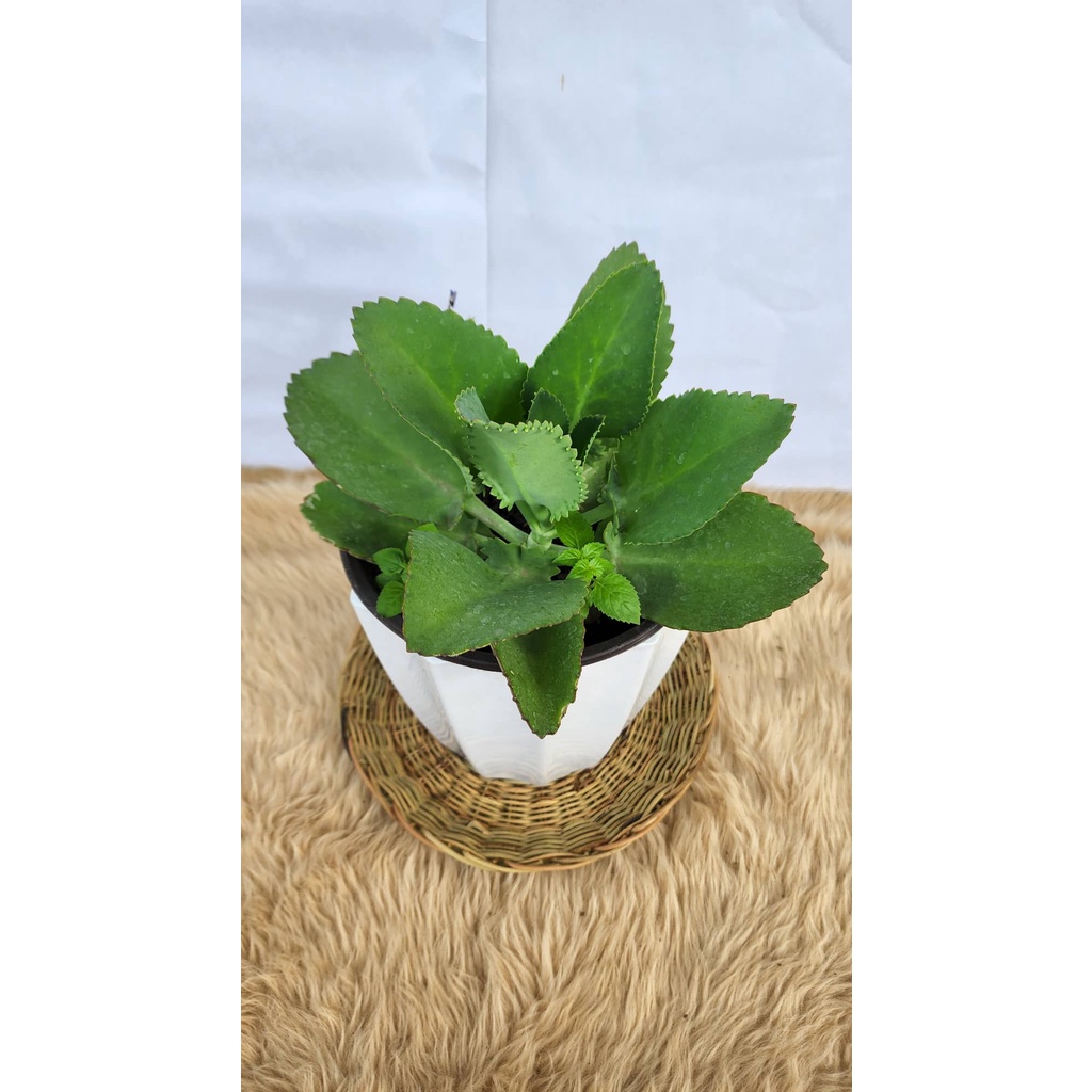 dvx-g00021-kalanchoe-pinnata-plant-katakataka-herbal-life-plants