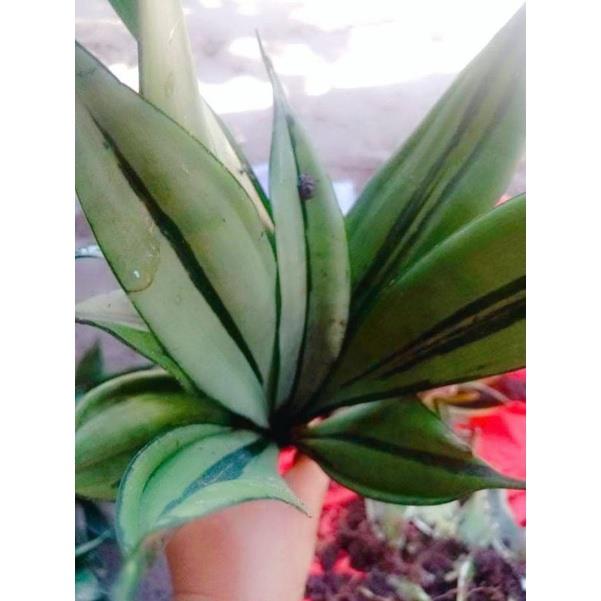 Singapore Stock Free Shipping 1pcs Easy Nail Beauty Nano Glass Nail File Gradient Unicorn Nano Polisher Cleanable Home Using Manicure Tool Lazada Singapore