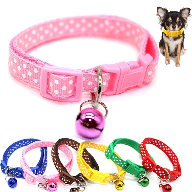 a small white poodle like dog with a silky loosely curling coat