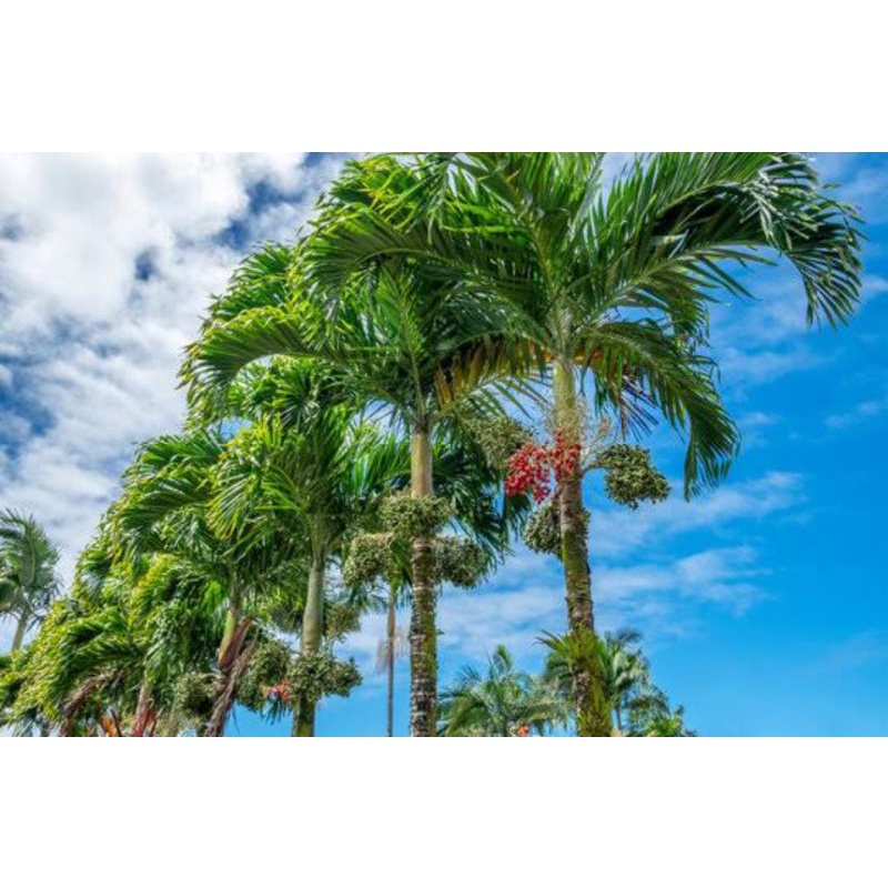 Manila Palm/ Adonidia Merrillii/ Christmas Palm Tree Shopee Philippines