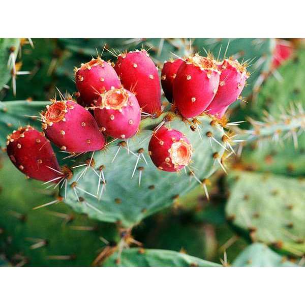 Prickly Pear Cactus Succulents Lithops Seeds Shopee Philippines