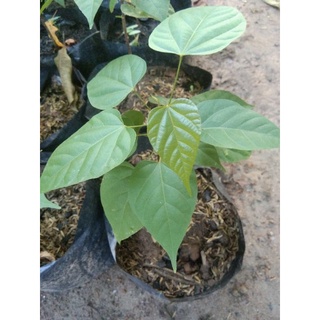 Atsuete (Bixa Orellana) / Lipstick Plant / Annato LivePlant | Shopee ...