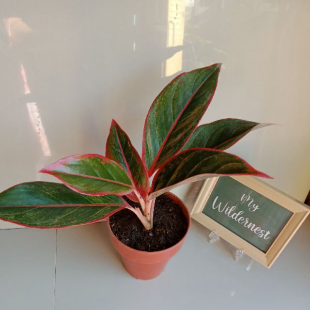 LARGE Red Lipstick  Aglaonema  Red Siam Chinese Evergreen 