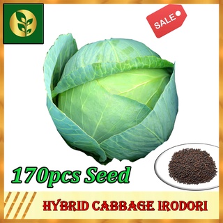 Cabbage Hybrid Irodori Seeds | Golden Quality