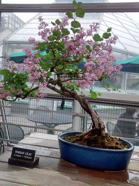 Lilac Bonsai Seeds Shopee Philippines
