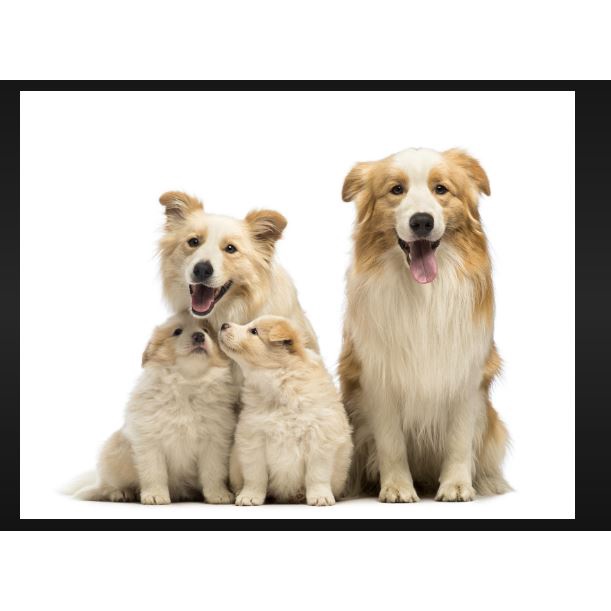 ◑Monge Special Dog ADULT 9 KG / 20 LBS Complete Menu All Breed Adult Dog Food Lamb and Rice Made in