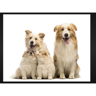 ◑Monge Special Dog ADULT 9 KG / 20 LBS Complete Menu All Breed Adult Dog Food Lamb and Rice Made in #2