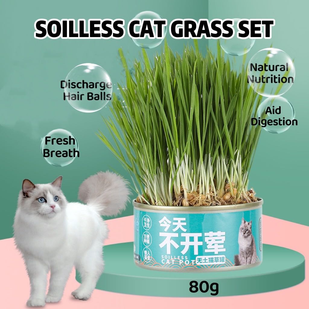Organic Cat Grass Seeds Plant Set Cat Green Snack Treats Nature Wheat