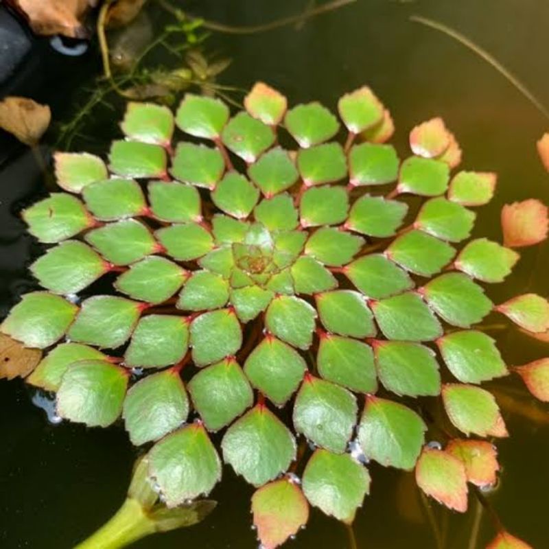 Ludwigia Sedoides / Mosaic Aquarium/Aquascaping needs #1
