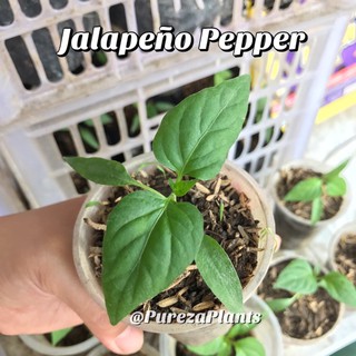 Herbs Live Plant w/ Soil | Basil, Peppermint, Bayleaf, Tarragon Edible Plants, Culinary herbs (COD) #4