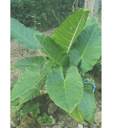Badjang Giant Taro Plant Bulb only Large Shopee Philippines