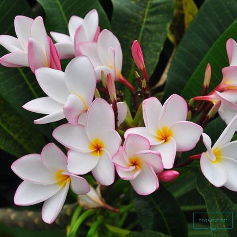 White with Pink Edge and Yellow center color Kalachuchi Seeds, Plumeria ...