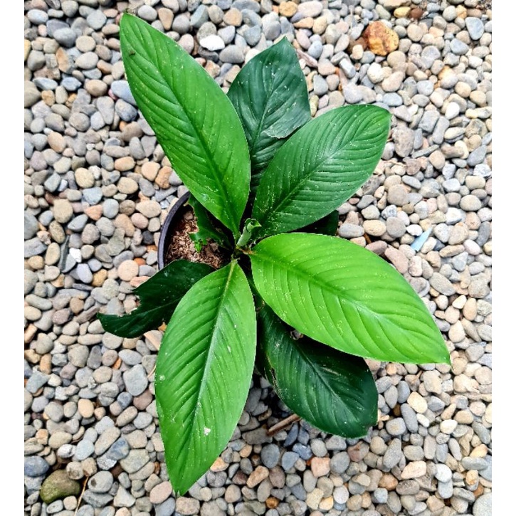 Giant Sensation Beautiful Indoor Decor Shopee Philippines