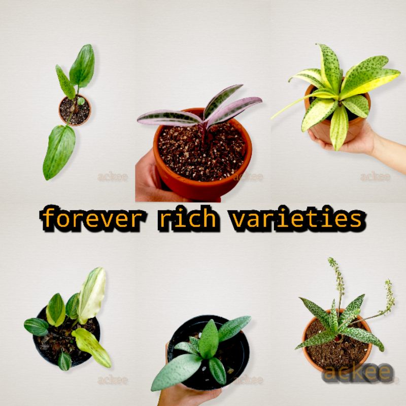 Shop forever rich plant for Sale on Shopee Philippines