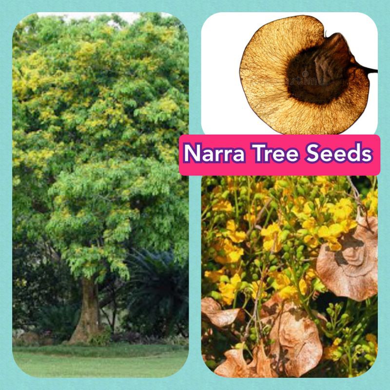 Fruto del árbol de Narra