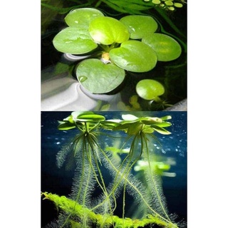 Frogbit floating plants #1