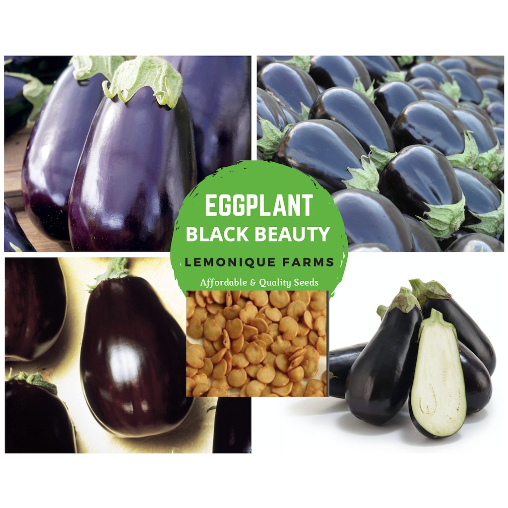Black Beauty Eggplant Seeds Imperial Black beauty Eggplant seeds