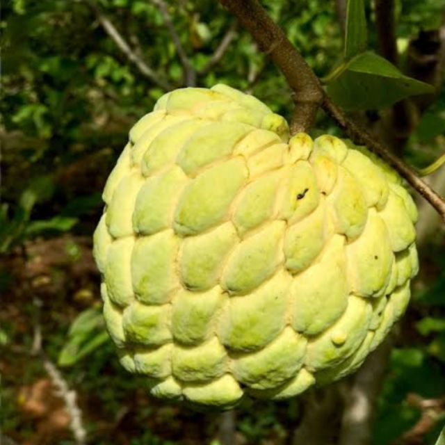 Vietnam Atis Seeds Sugar Apple Shopee Philippines