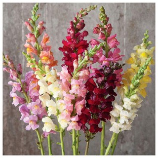 Plantfilled Snapdragon Tom Thumb | Flowers | Shopee ...
