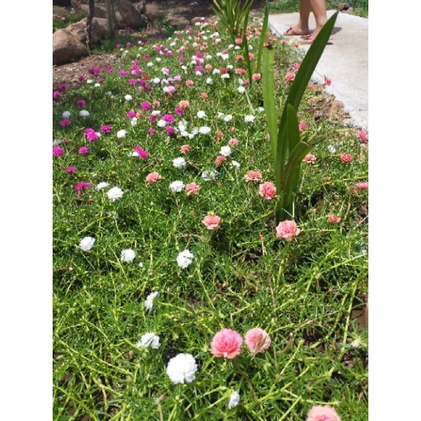 Vietnam Rose Seeds Home Garden Shopee Philippines