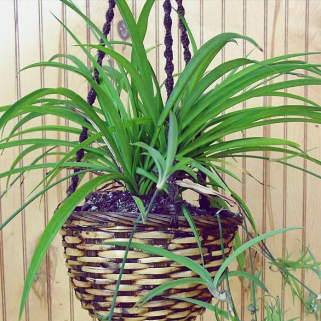 Heirloom Green Spider Plant pups Shopee Philippines