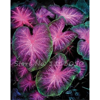 Sale 30 Pcs Caladium Indoor Plants Seeds Florida Caladium Bicolor Seeds Bonsai Colocasia Plant Rare  #5
