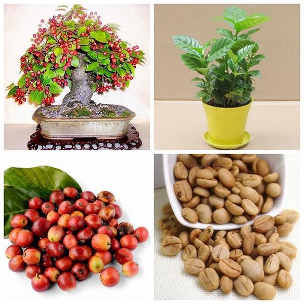 10 PCS Seeds Coffee Bean Organic Refreshing Bonsai Plants Garden Free Shipping X 